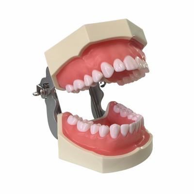 Tipodonto Didáctico Adulto 28 Dientes Nis DT