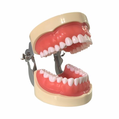 Tipodonto Didáctico Adulto 32 Dientes Nis DT